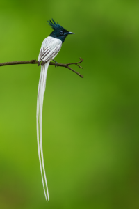 Indian Paradise Flycatcher The Glam King 2 Indian Paradise Flycatcher