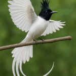Home 80 Indian Paradise Flycatcher The Glam King